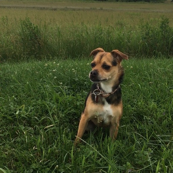 Meet your Posher, Sabrina - Picture 6 of 6